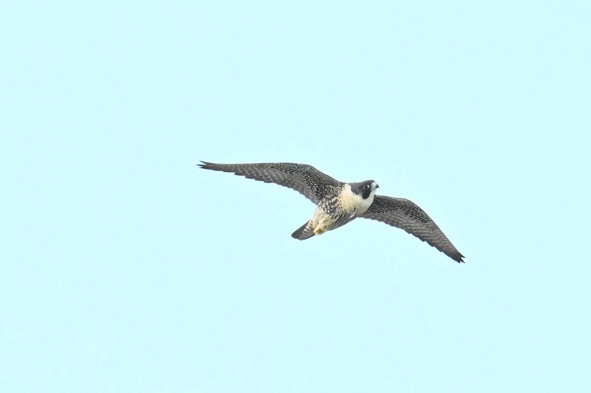 Peregrine Falcon - ML646433515