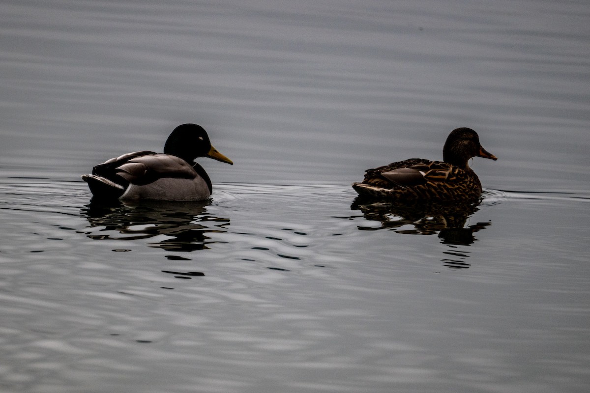 Mallard - ML646433517