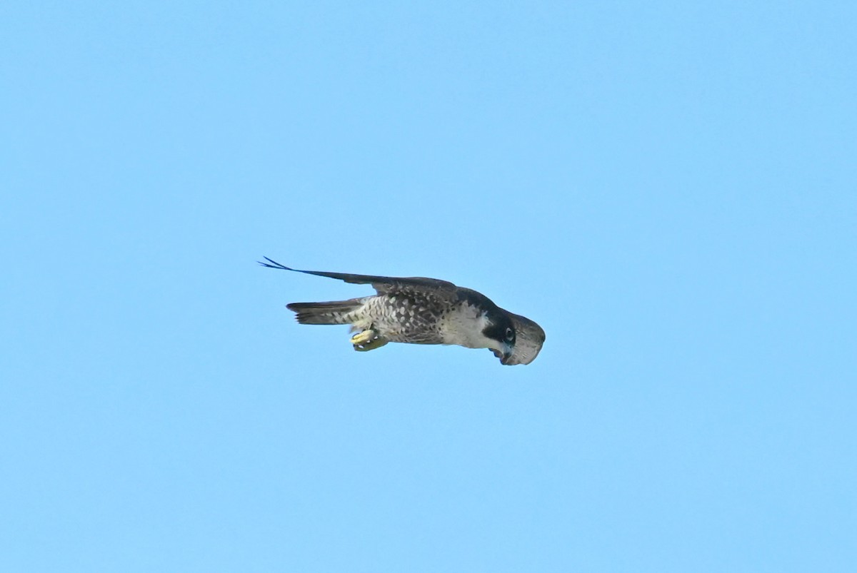 Peregrine Falcon - ML646433518