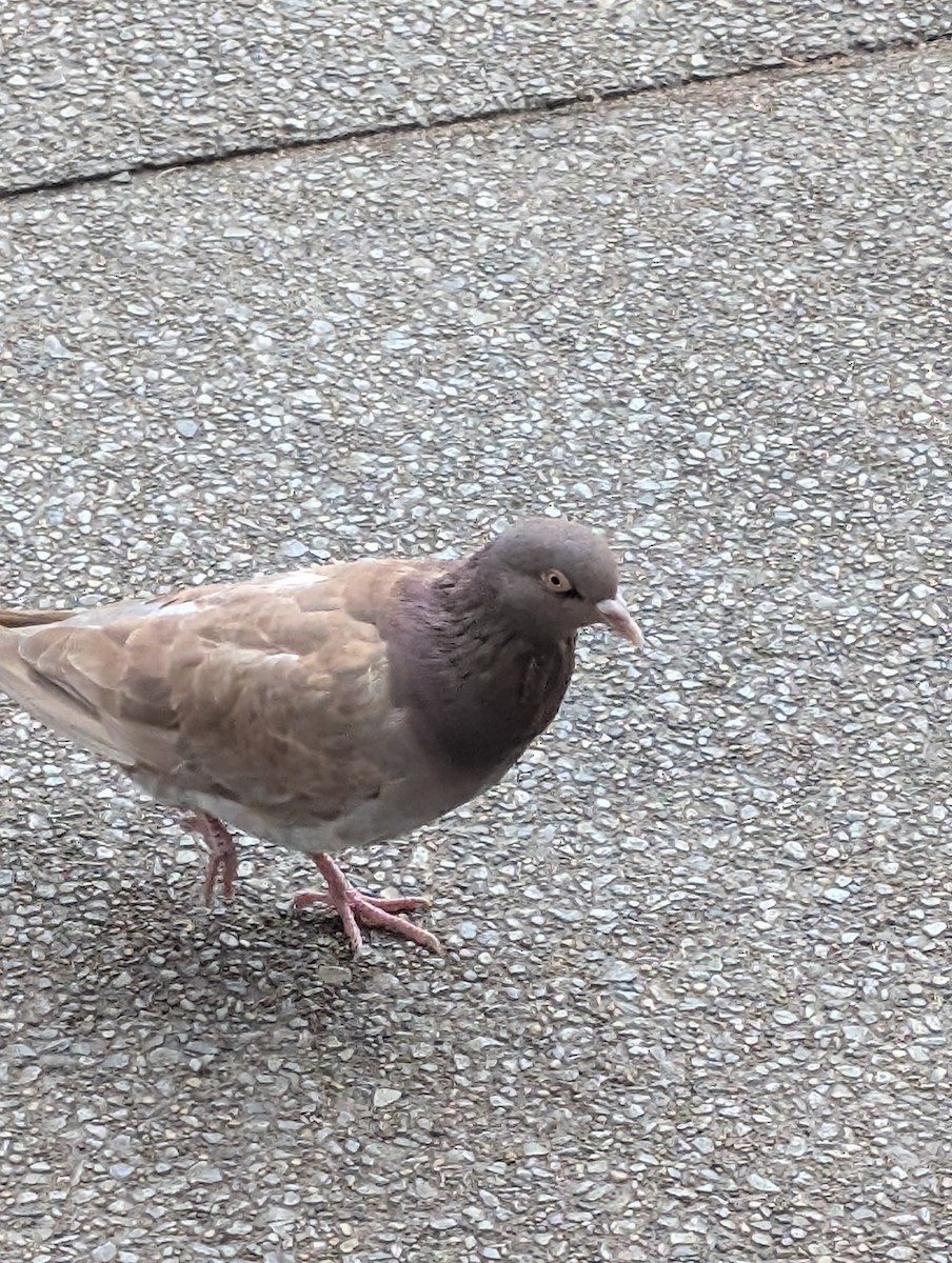 Pigeon biset (forme domestique) - ML646433519