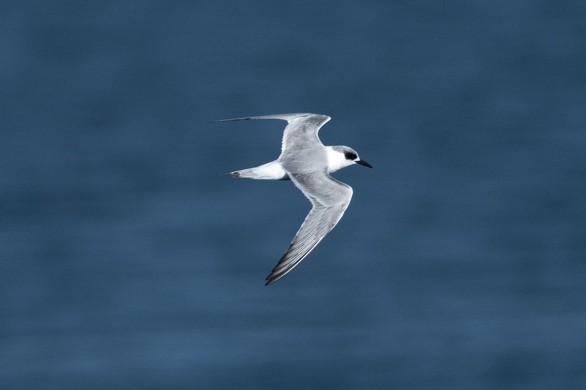 Forster's Tern - ML646433520