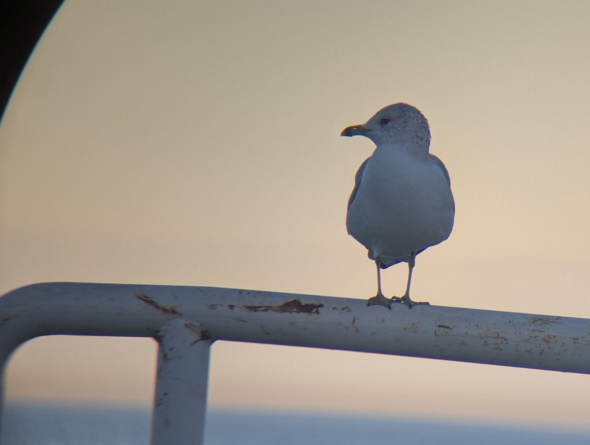 Goéland à bec cerclé - ML646433521