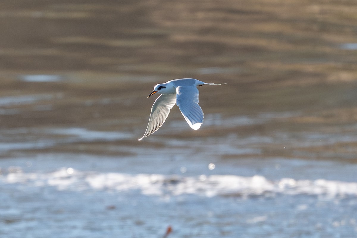 Forster's Tern - ML646433522
