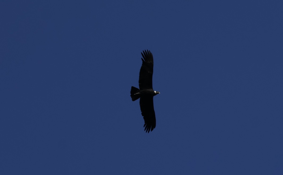 Condor des Andes - ML646433524