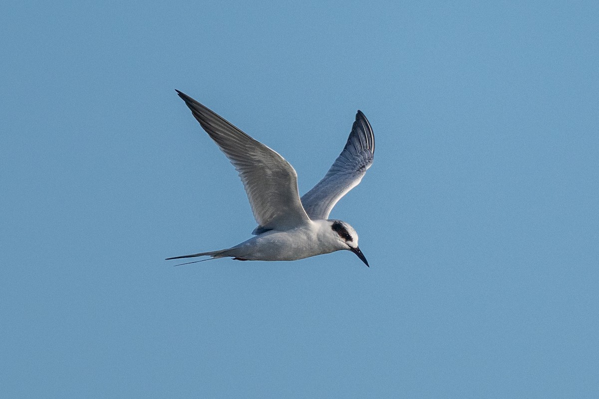 Forster's Tern - ML646433527
