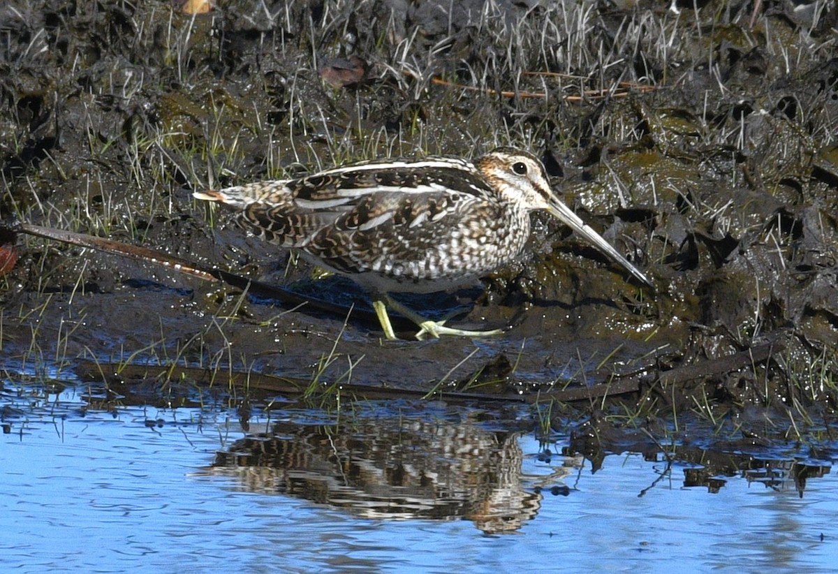 Wilson's Snipe - ML646433530