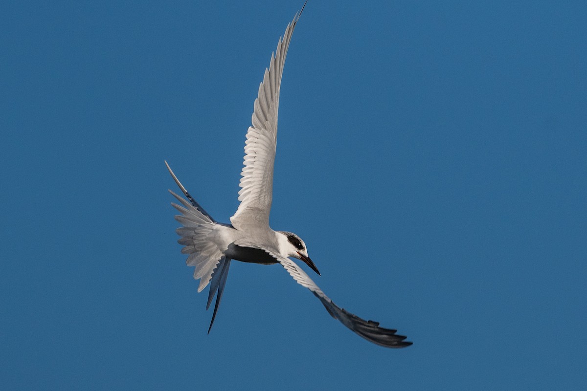 Forster's Tern - ML646433531