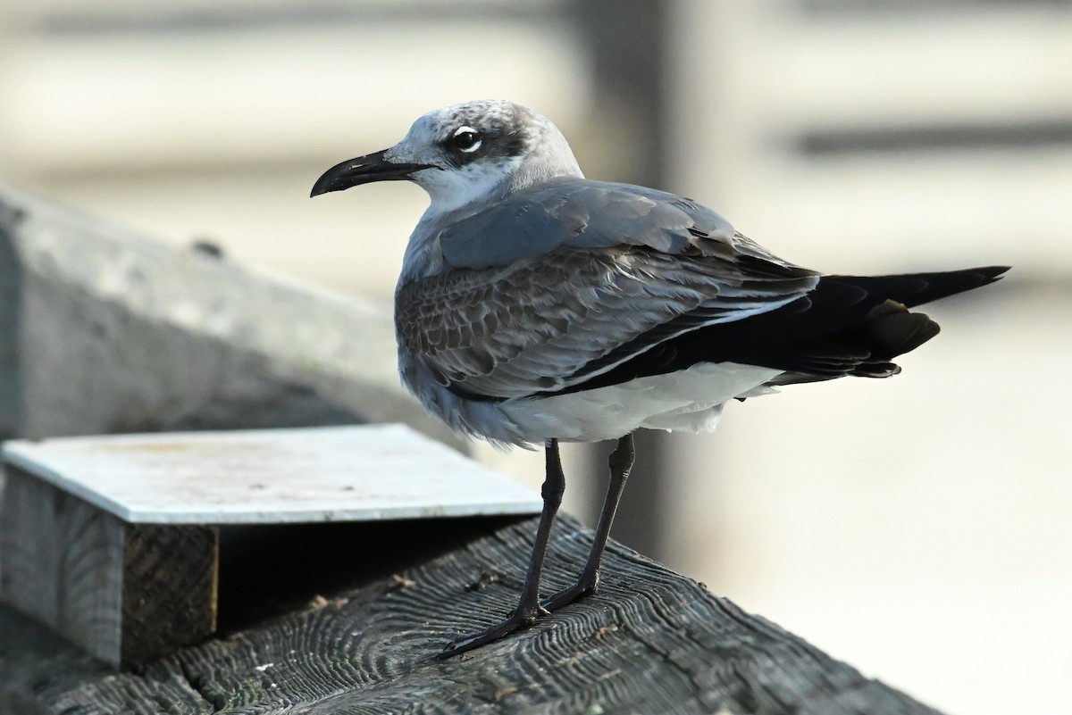 Gabbiano sghignazzante - ML646433532