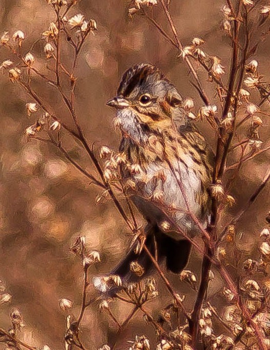 Lincoln's Sparrow - ML646433535