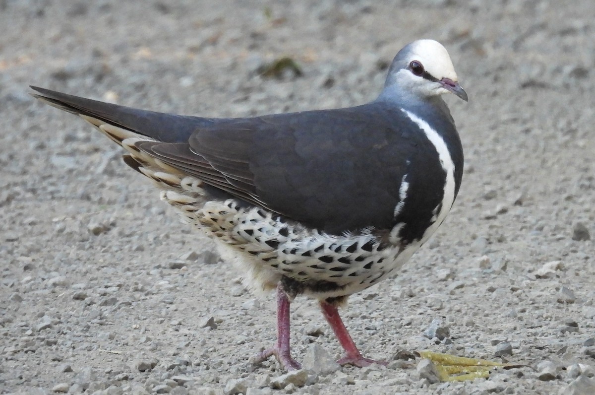 Wonga Pigeon - ML646433537