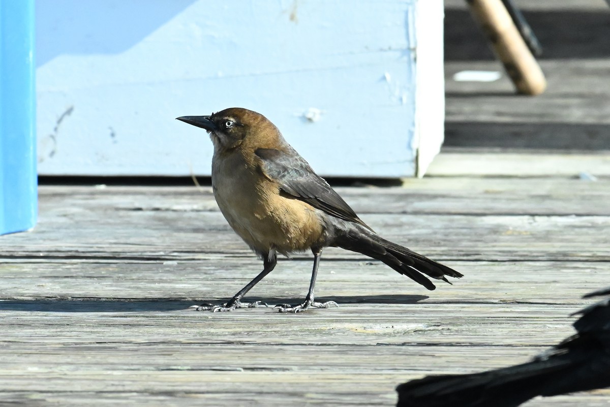 Boat-tailed Grackle - ML646433538