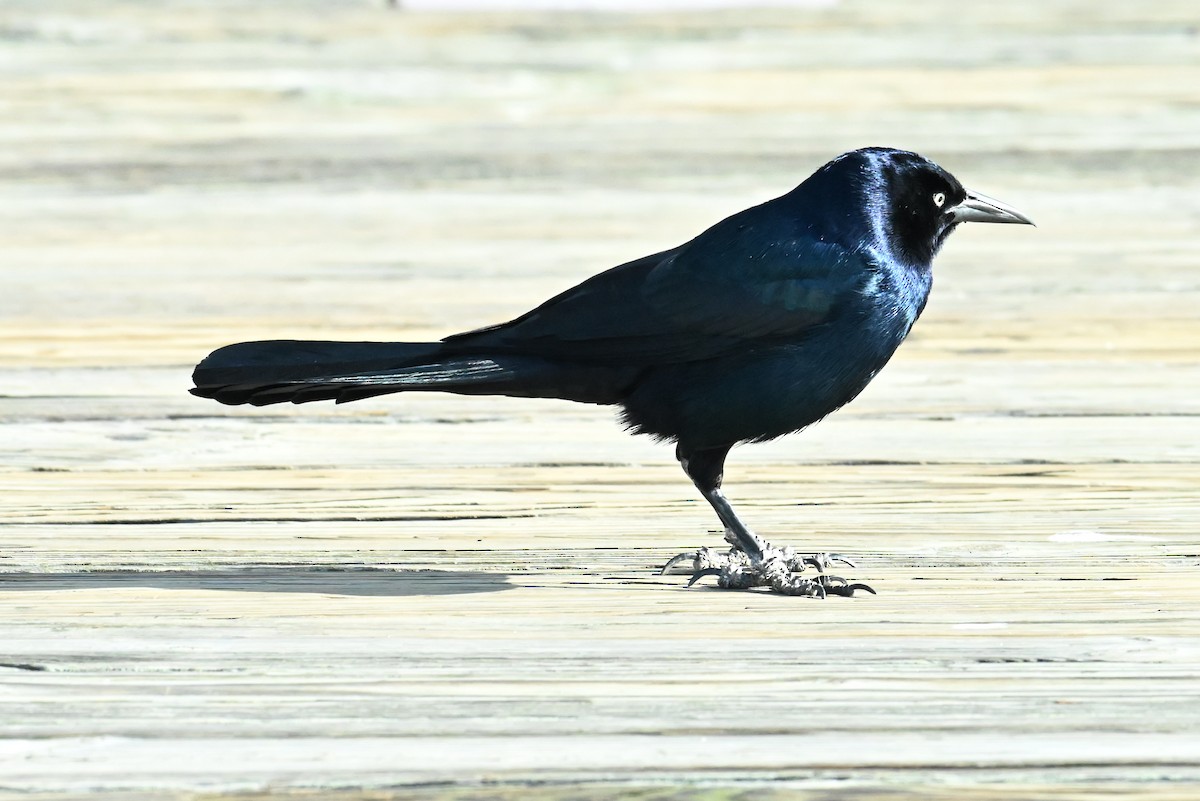 Boat-tailed Grackle - ML646433540