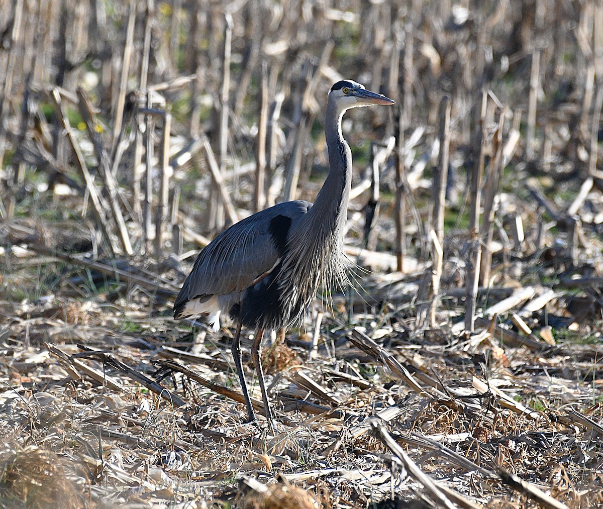 Great Blue Heron - ML646433542