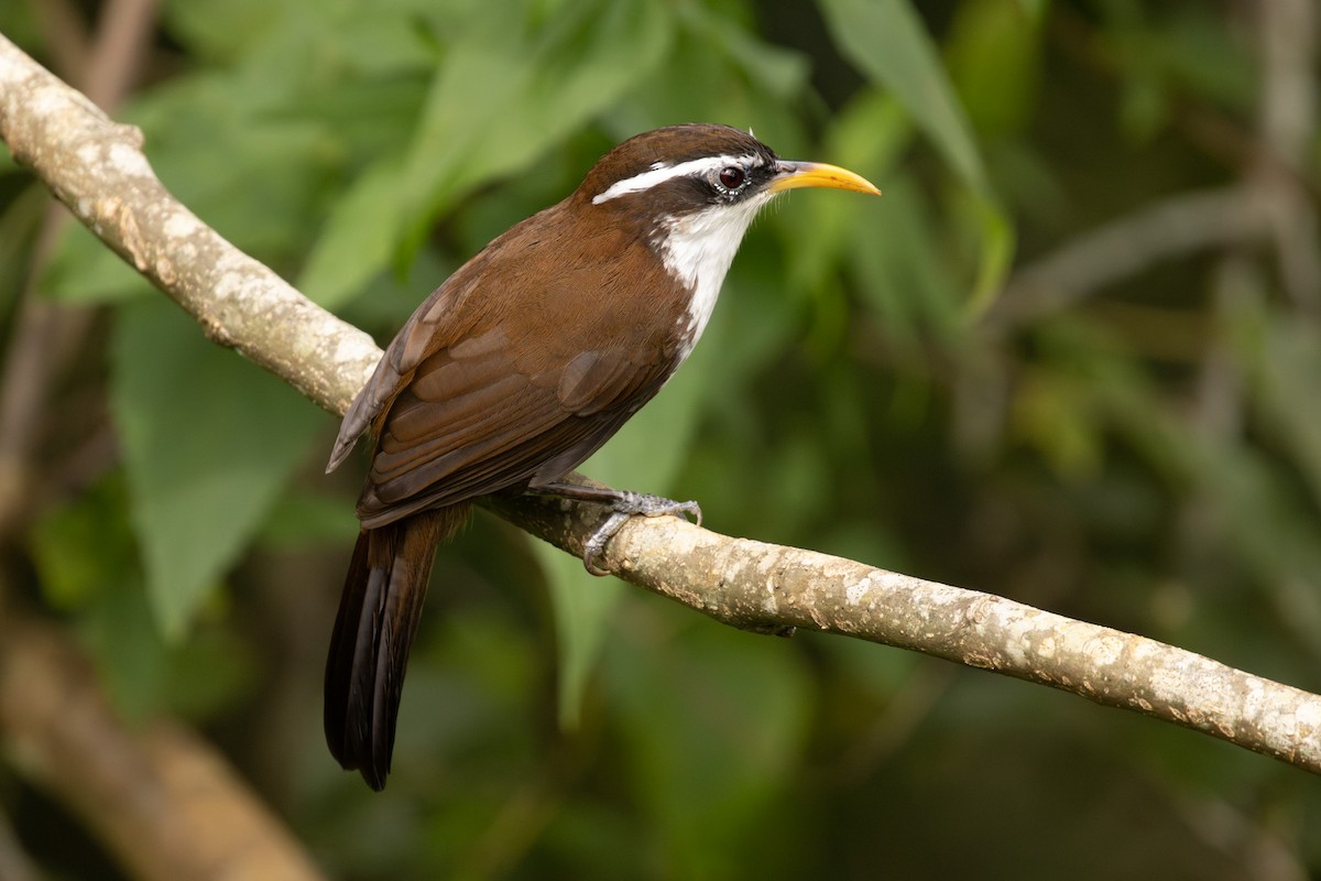 Sri Lanka Scimitar-Babbler - ML646433543