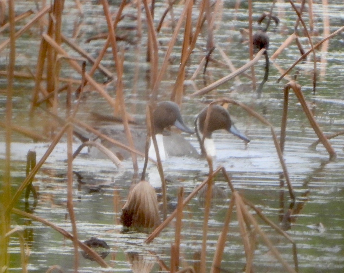 Northern Pintail - ML646433544