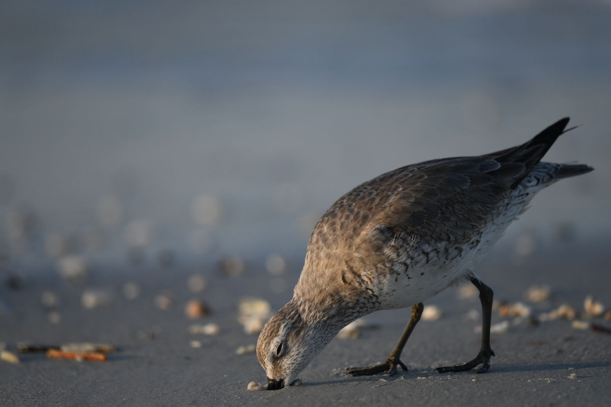 Побережник ісландський - ML646433545