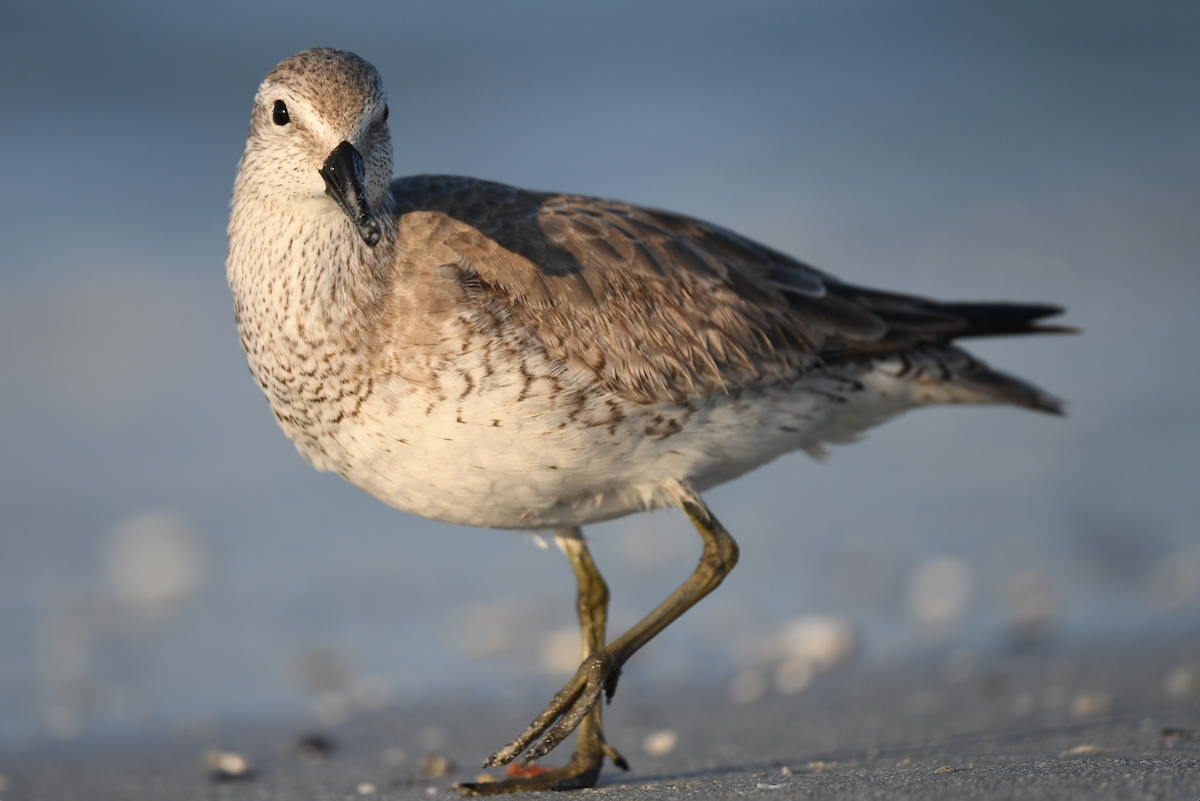 Побережник ісландський - ML646433546