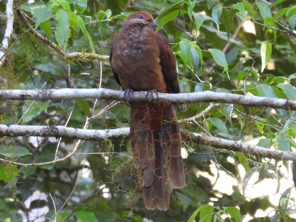 Brown Cuckoo-Dove - ML646433547