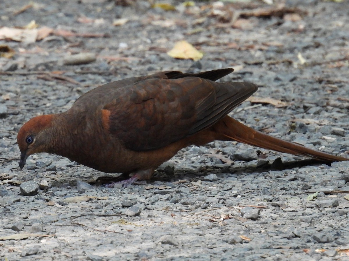 Brown Cuckoo-Dove - ML646433548