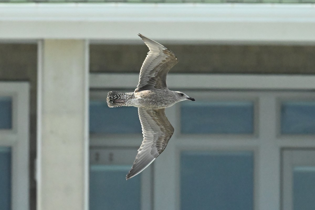 American Herring Gull - ML646433549