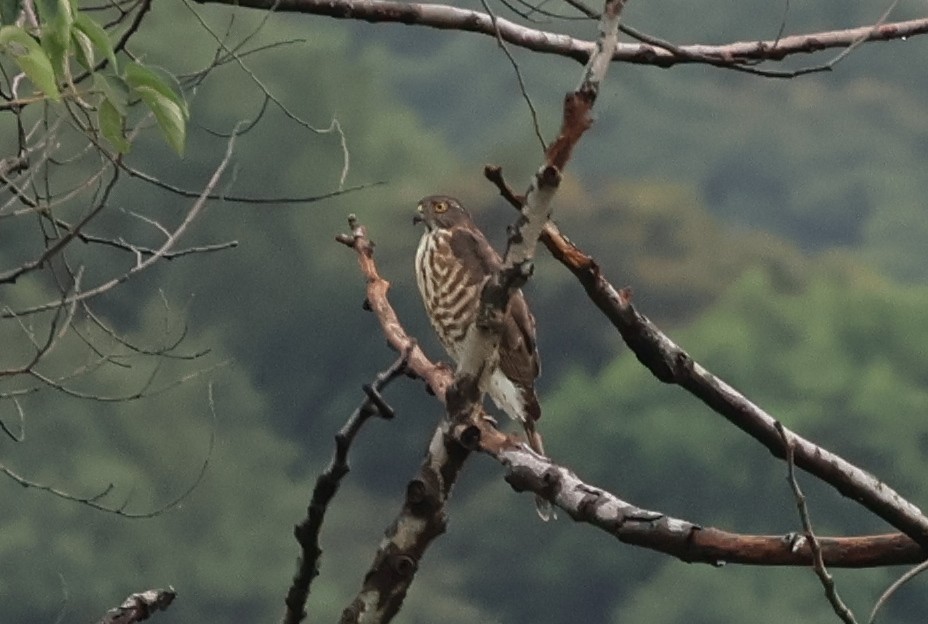 Besrasperber - ML646433551