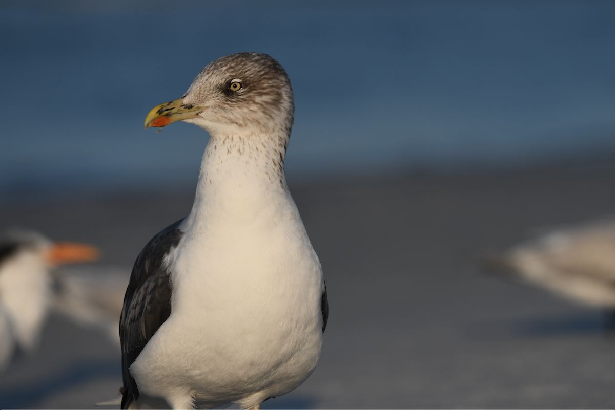 Lesser Black-backed Gull - ML646433552