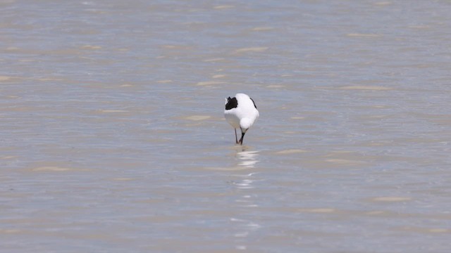Banded Stilt - ML646433553