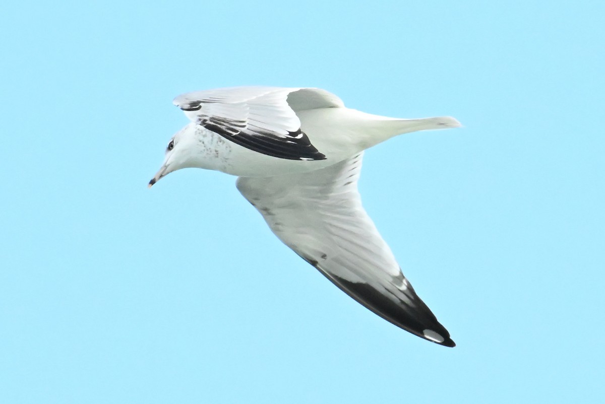 Gavina americana - ML646433554