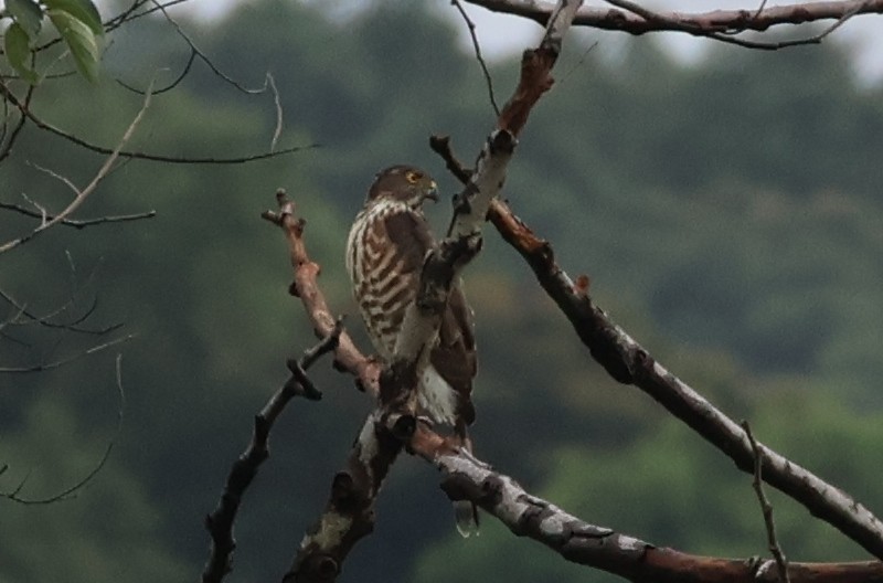 Besrasperber - ML646433556