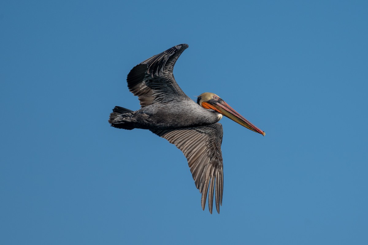 Brown Pelican - ML646433557