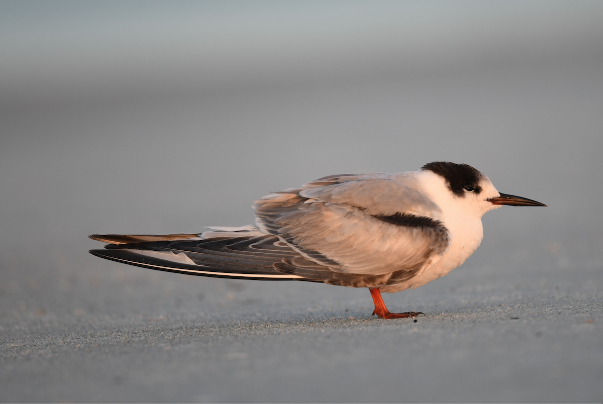 Common Tern - ML646433558