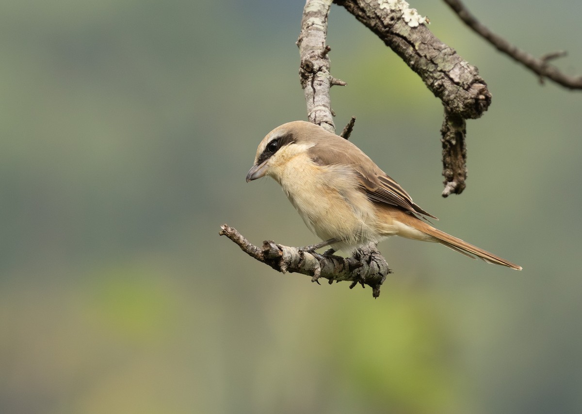 Brown Shrike - ML646433559