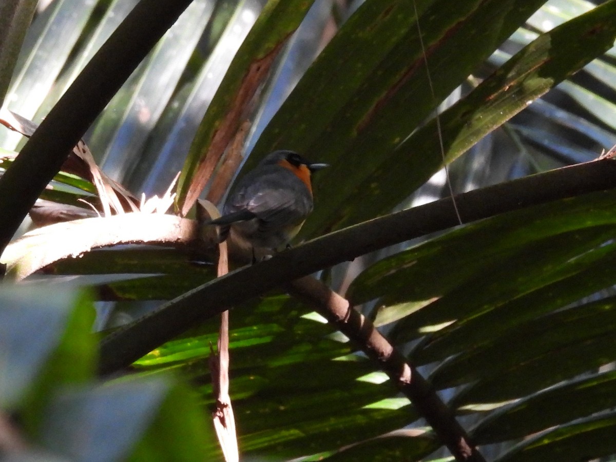 Australian Spectacled Monarch (Eastern) - ML646433560