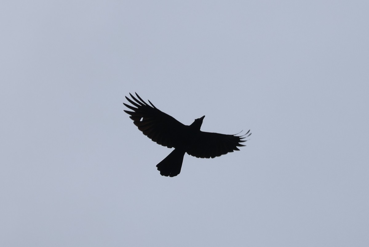 Large-billed Crow - ML646433561