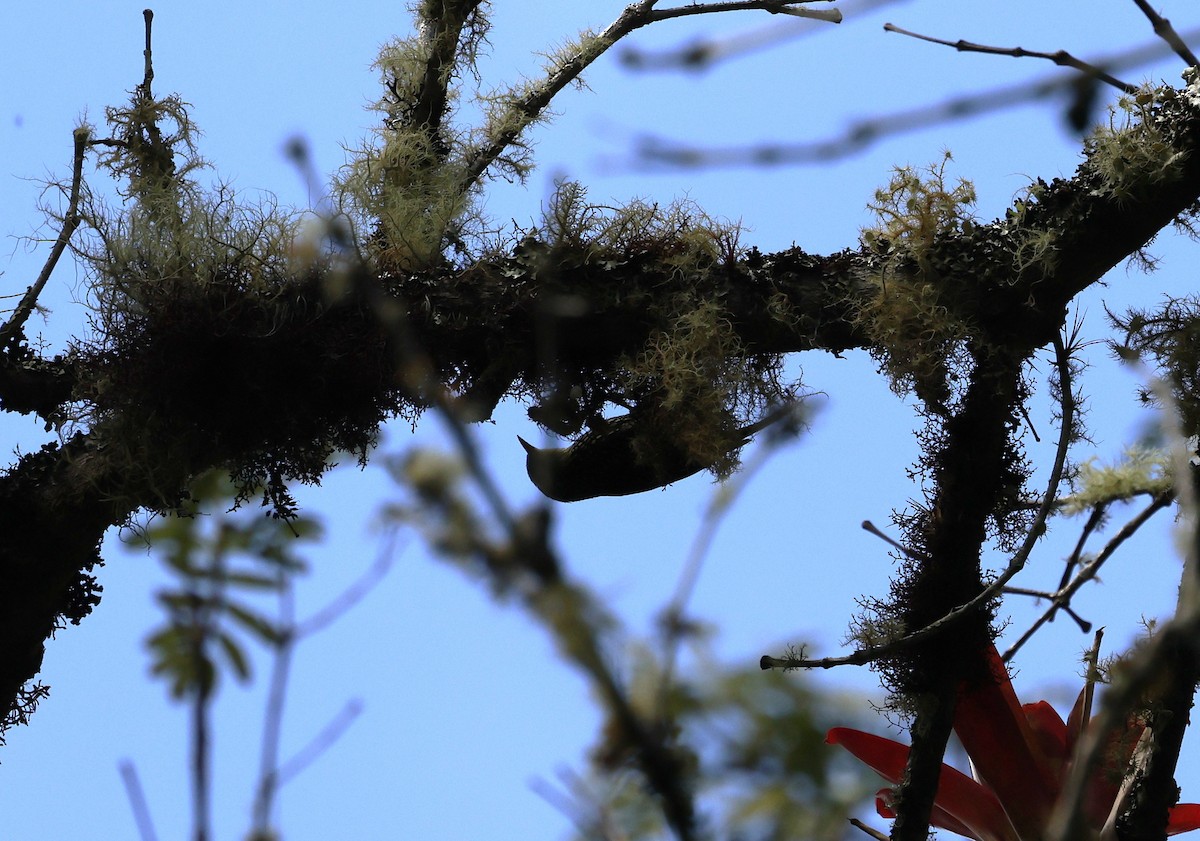 Anabasitte perlée - ML646433562