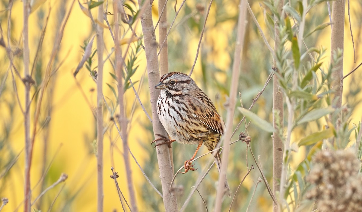 Song Sparrow - ML646433564