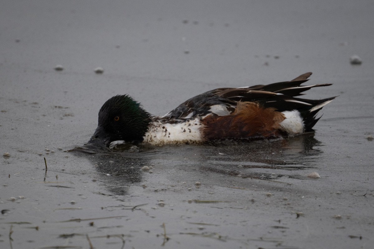 Northern Shoveler - ML646433566