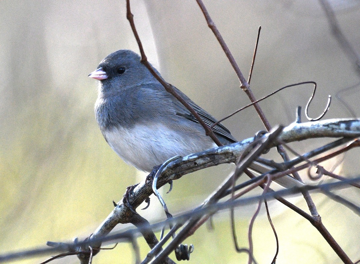 Dark-eyed Junco - ML646433567