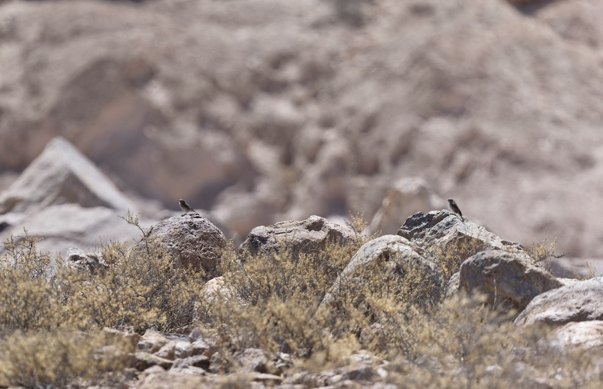 Ash-breasted Sierra Finch - ML646433568