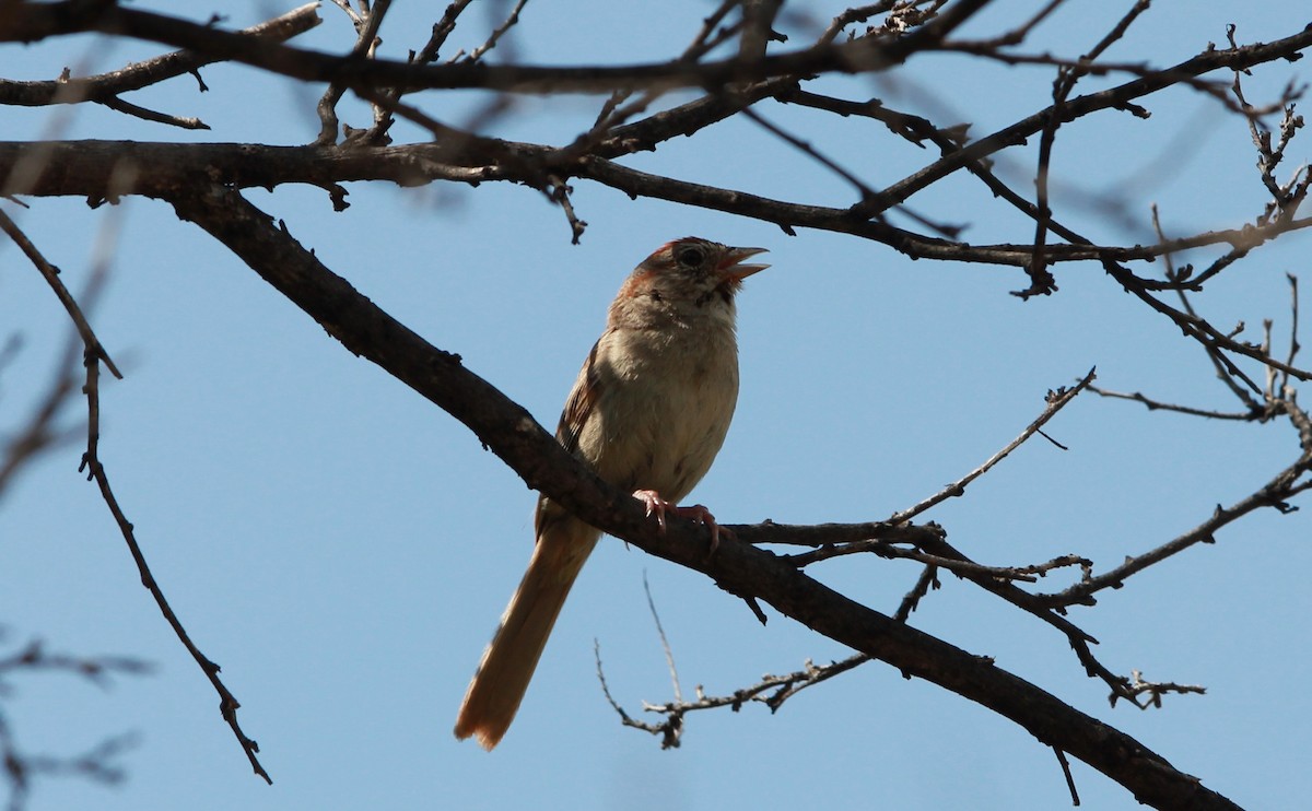 Rufous-crowned Sparrow - ML646433570