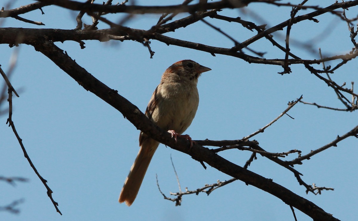 Rufous-crowned Sparrow - ML646433571