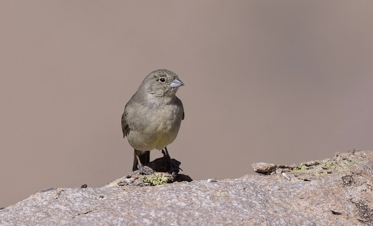 Greenish Yellow-Finch - ML646433572
