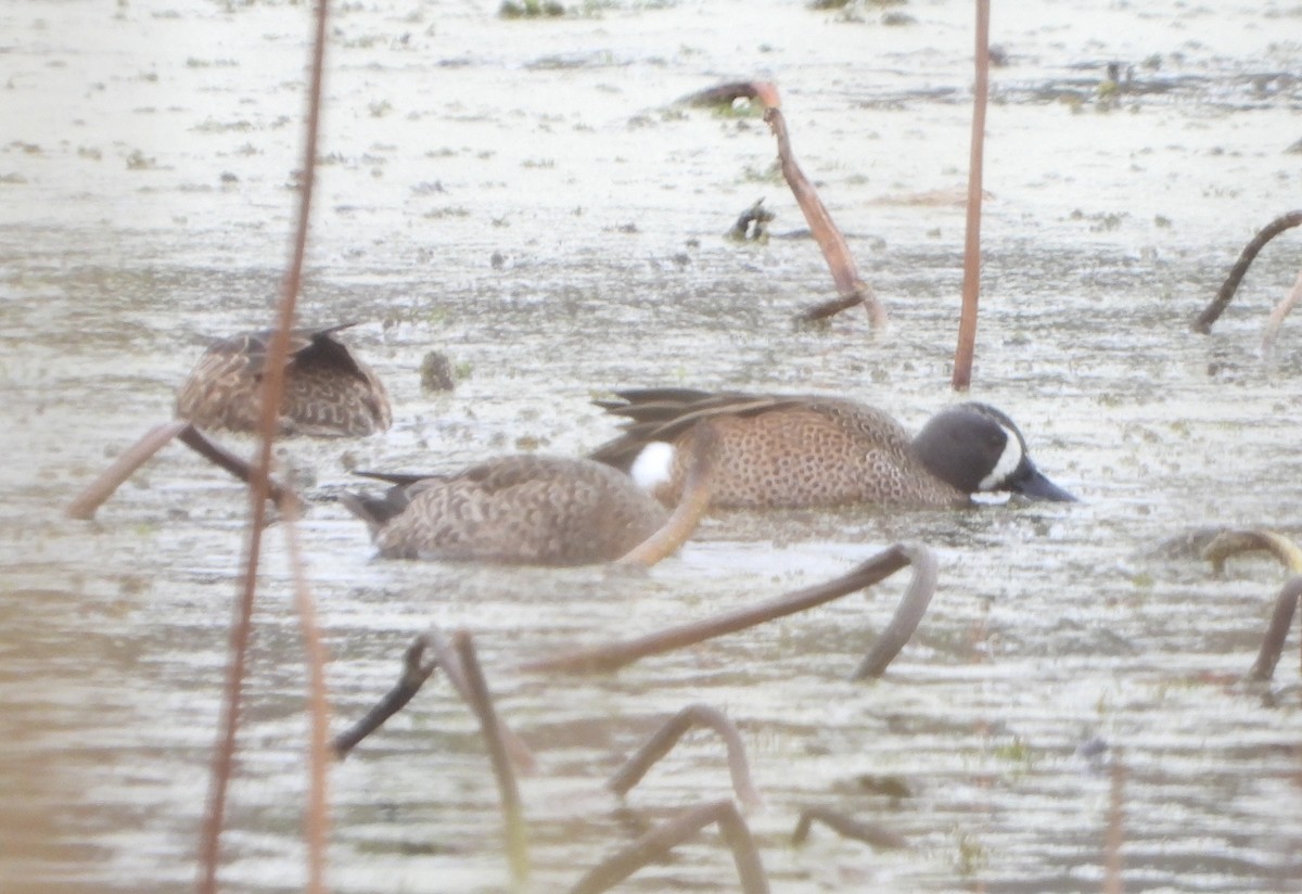 Blue-winged Teal - ML646433573