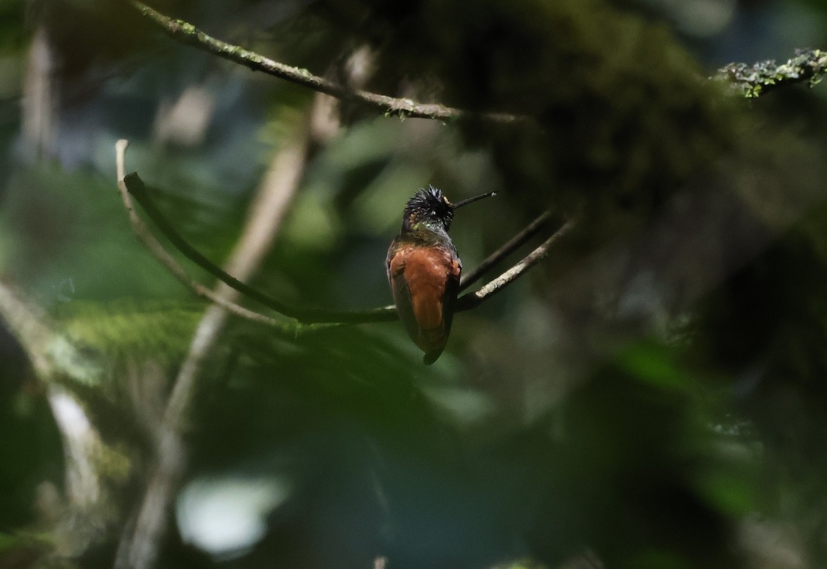 Inca iris - ML646433576