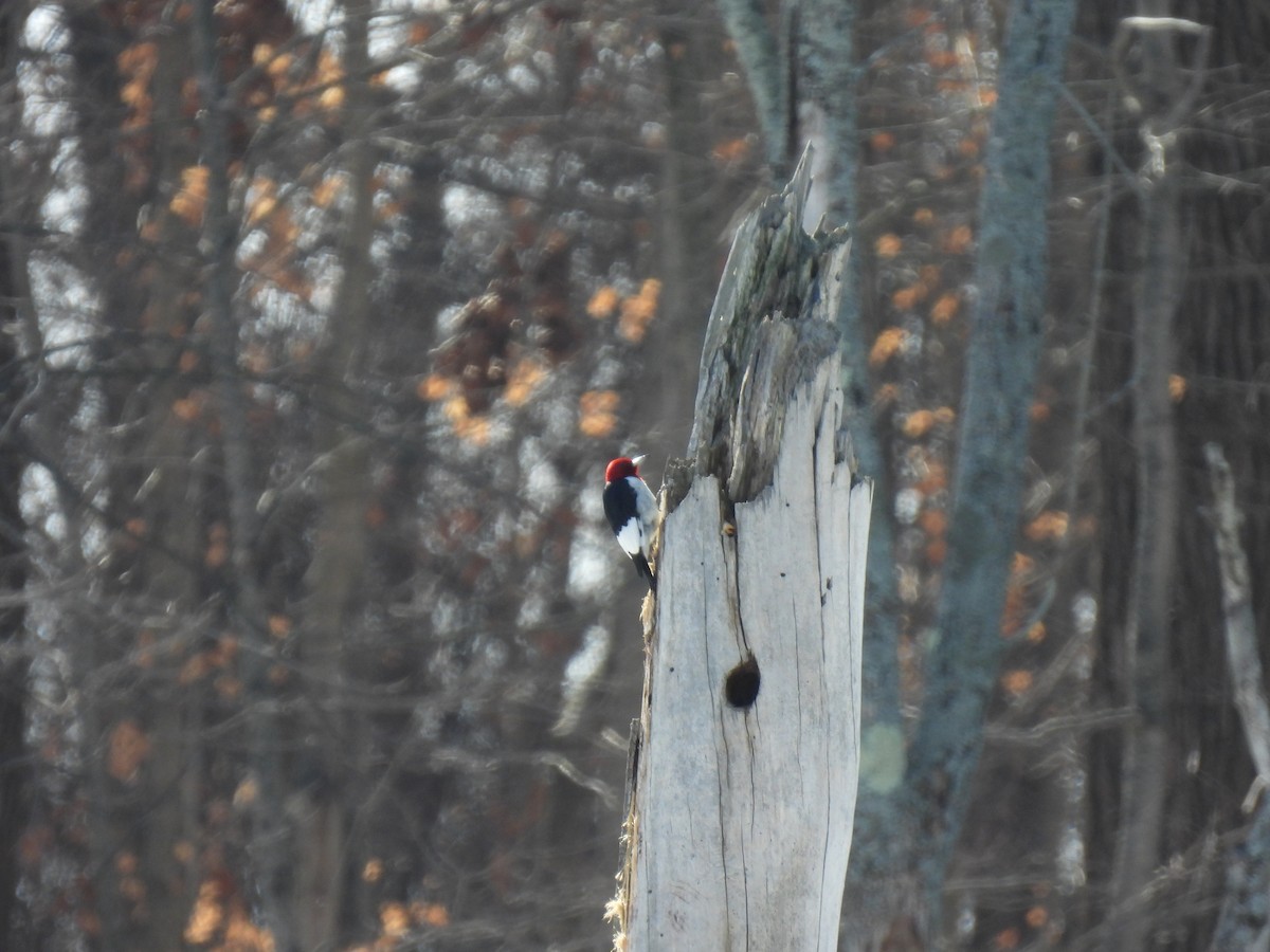 Red-headed Woodpecker - ML646433578