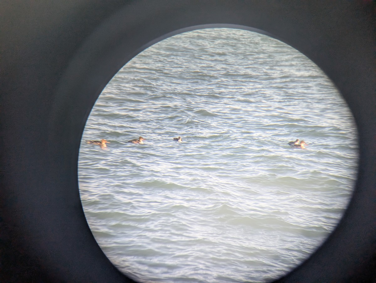 Harle huppé - ML646433579