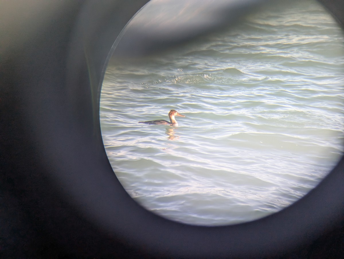 Harle huppé - ML646433580