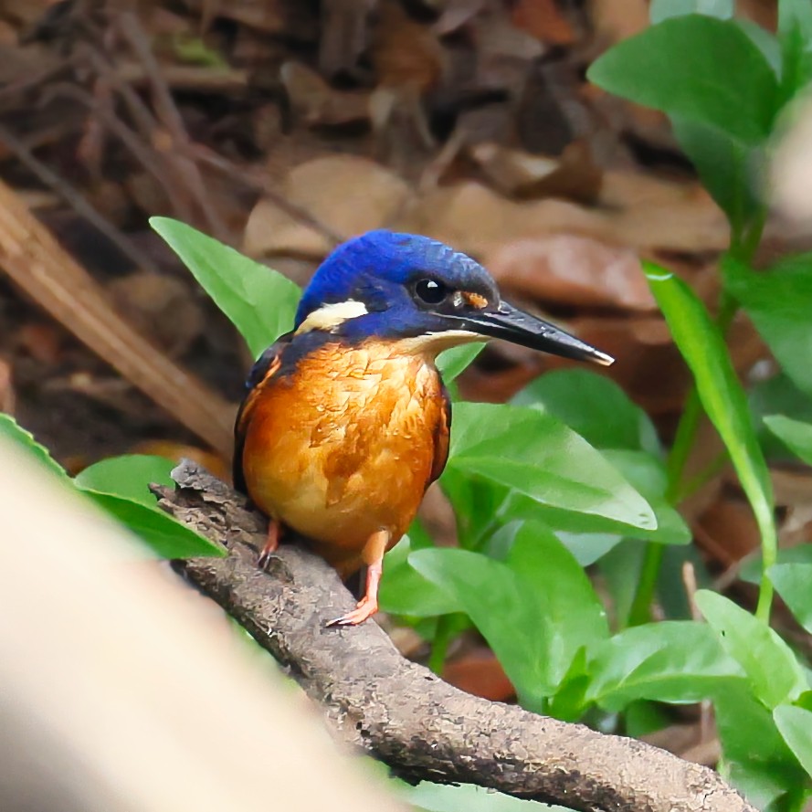 Azure Kingfisher - ML646433581
