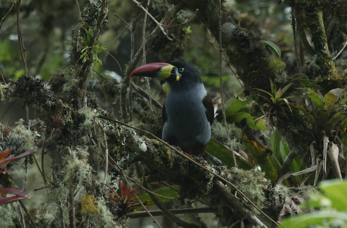 Toucan bleu - ML646433583