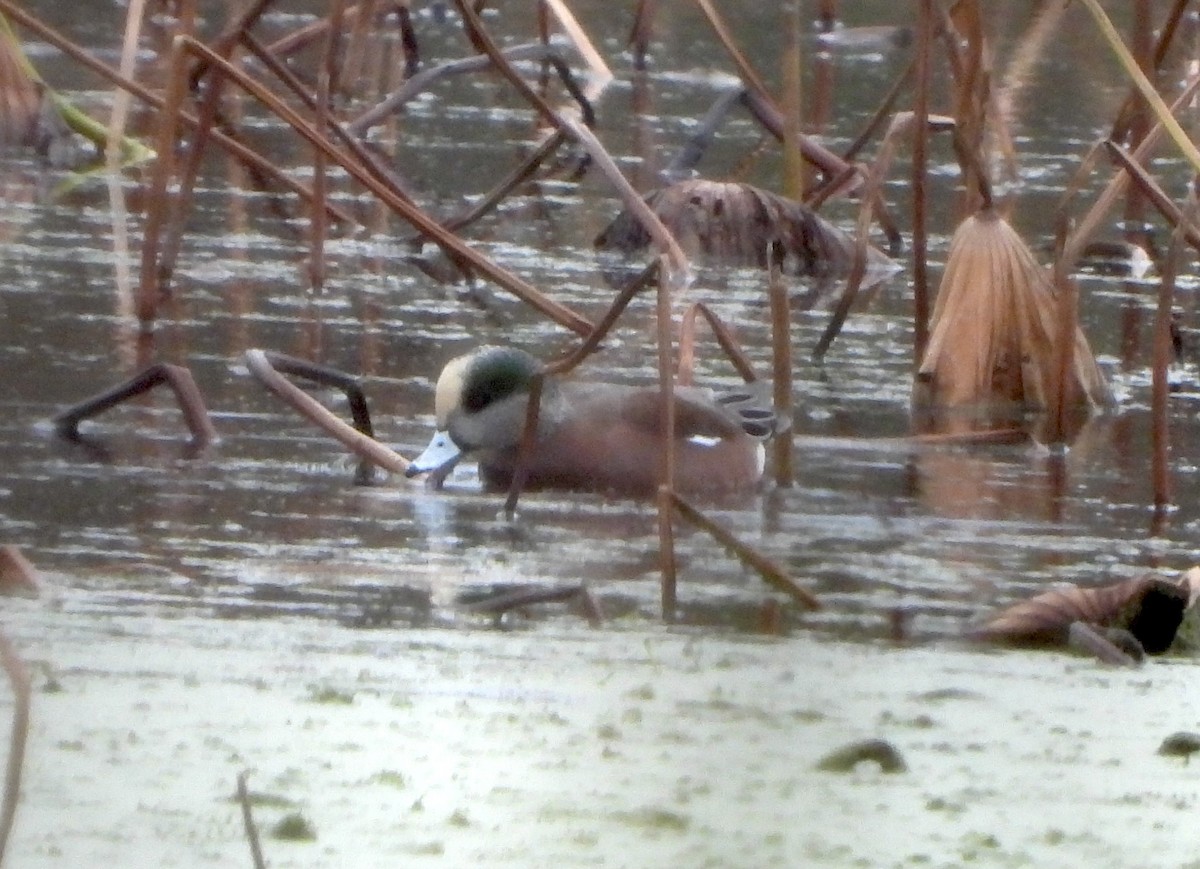 Свищ американський - ML646433584